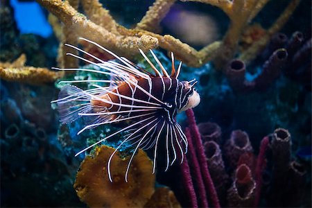 scorpaenidae - Beautiful Lion Fish Pterois Swimming Alone in a Big Aquarium Stock Photo - Budget Royalty-Free & Subscription, Code: 400-07247255