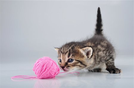 simsearch:400-06951516,k - Little kitten playing with a woolball . Studio shot. Photographie de stock - Aubaine LD & Abonnement, Code: 400-07247610