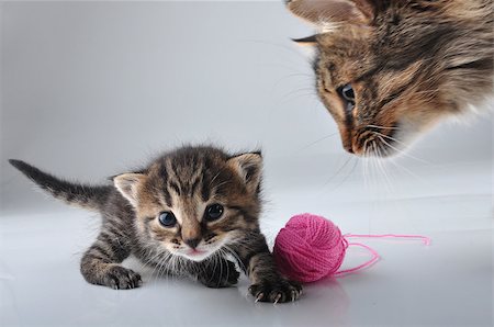 simsearch:400-07293083,k - Little kitten playing with a woolball . Studio shot. Photographie de stock - Aubaine LD & Abonnement, Code: 400-07247612