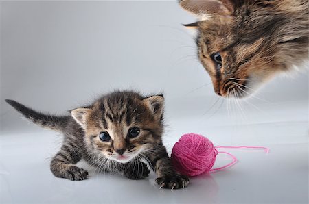 simsearch:400-07250074,k - Little kitten playing with a woolball . Studio shot. Photographie de stock - Aubaine LD & Abonnement, Code: 400-07247612