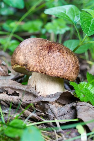 simsearch:649-07437090,k - Porcini Mushroom in natural enviroment Photographie de stock - Aubaine LD & Abonnement, Code: 400-07247874