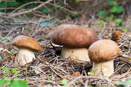 simsearch:649-07437090,k - Close-up three Porcini mushroom in the forest Photographie de stock - Aubaine LD & Abonnement, Code: 400-07247875