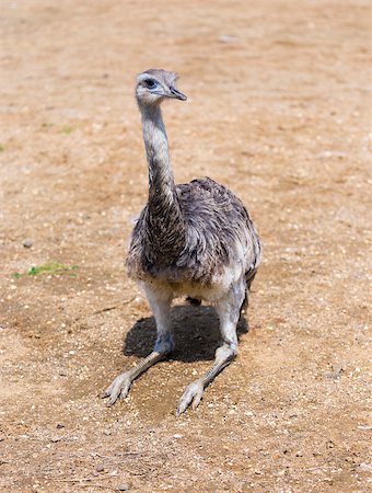 simsearch:400-07247879,k - Greater Rhea sitting on sand. Horizontal photo Stock Photo - Budget Royalty-Free & Subscription, Code: 400-07247878