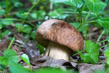 simsearch:649-07437090,k - close up Porcini mushroom in the forest Photographie de stock - Aubaine LD & Abonnement, Code: 400-07247873