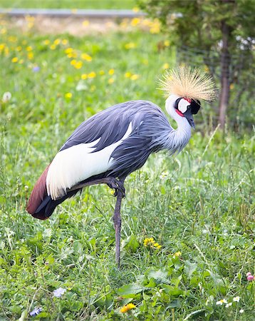 Portrait of Crane Crowned aka Balearica Pavonina Stock Photo - Budget Royalty-Free & Subscription, Code: 400-07247880