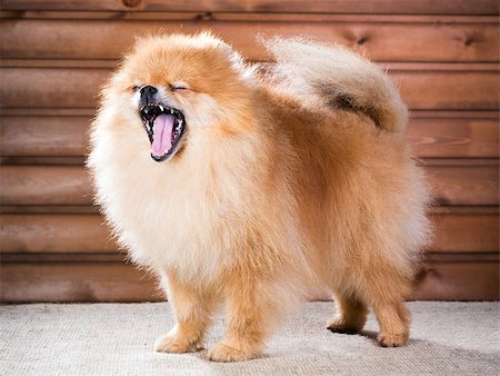 simsearch:400-08404998,k - Studio portrait Pomeranian dog on a background wooden wall Stock Photo - Budget Royalty-Free & Subscription, Code: 400-07247894