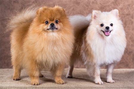 Portrait two Pomeranian dog on a abstract background Stockbilder - Microstock & Abonnement, Bildnummer: 400-07247896