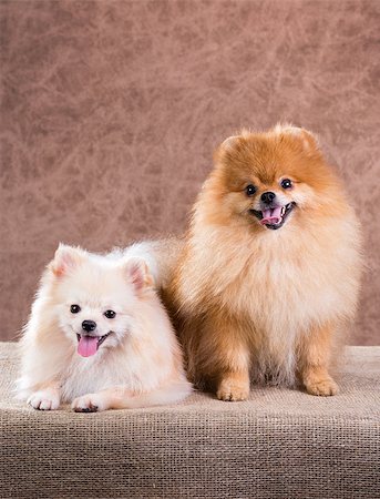simsearch:400-05672007,k - Portrait two Pomeranian dog on a abstract background Foto de stock - Royalty-Free Super Valor e Assinatura, Número: 400-07247897