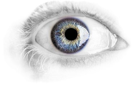 simsearch:400-08286222,k - Macro blue eye with lots of details using studio lights isolated on white Foto de stock - Royalty-Free Super Valor e Assinatura, Número: 400-07247978