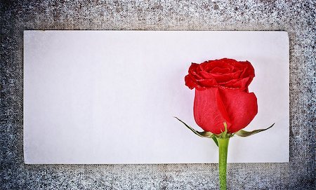 red rose on frozen canvas and blank envelope, template Stock Photo - Budget Royalty-Free & Subscription, Code: 400-07248052