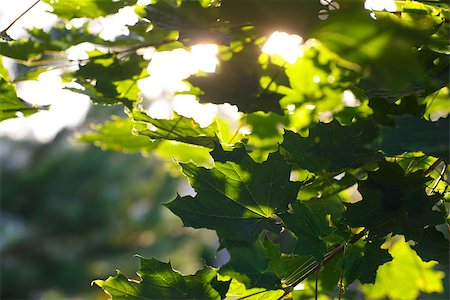 maple leaves as a texture and sunlight Foto de stock - Super Valor sin royalties y Suscripción, Código: 400-07248150