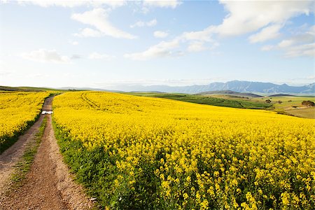 simsearch:400-06856670,k - Dirt road between canola fields on a farm leading away from viewer Photographie de stock - Aubaine LD & Abonnement, Code: 400-07248185