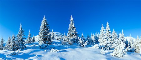 panoramic winter tree landscape - Morning winter mountain landscape with fir trees (Carpathian, Ukraine) Stock Photo - Budget Royalty-Free & Subscription, Code: 400-07248210