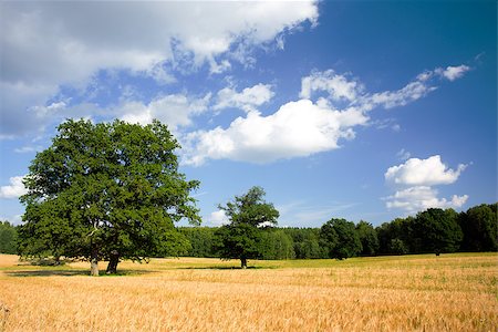 simsearch:400-07293838,k - Summer landscape with a tree and field of crops Photographie de stock - Aubaine LD & Abonnement, Code: 400-07248326