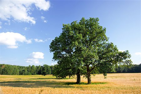 simsearch:400-07293838,k - Summer landscape with a tree and field of crops Photographie de stock - Aubaine LD & Abonnement, Code: 400-07248328