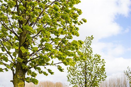 Trees in windy weather Stockbilder - Microstock & Abonnement, Bildnummer: 400-07248341