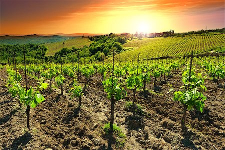 simsearch:400-06141966,k - Hill of Tuscany with Vineyard in the Chianti Region, Sunset Foto de stock - Royalty-Free Super Valor e Assinatura, Número: 400-07248429