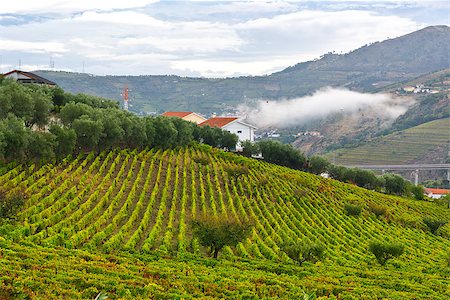 simsearch:400-08888252,k - Extensive Vineyards on the Hills of Portugal Stockbilder - Microstock & Abonnement, Bildnummer: 400-07248421