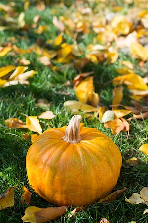 simsearch:400-07828867,k - Halloween Pumpkin on grass and autumn leaves Photographie de stock - Aubaine LD & Abonnement, Code: 400-07249037