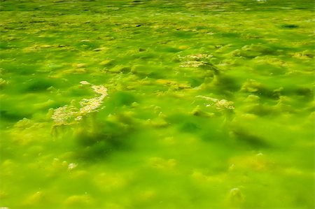 Water with Green Algae. Stock Photo - Budget Royalty-Free & Subscription, Code: 400-07249274