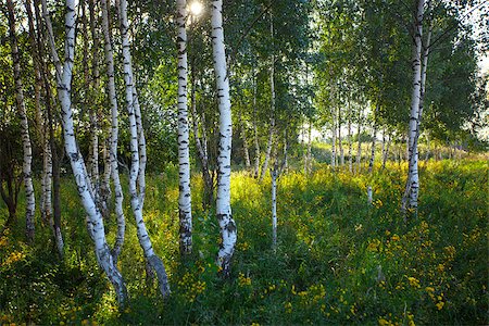 simsearch:400-07107314,k - Trunks of birch trees with grass and flowers in summer Fotografie stock - Microstock e Abbonamento, Codice: 400-07249270