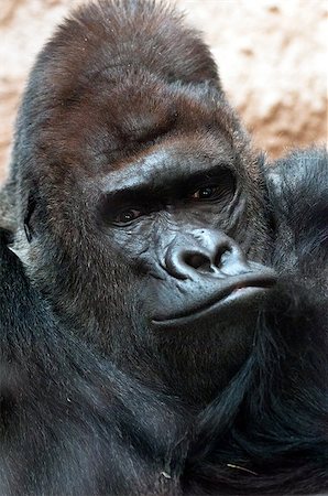 A closeup of the head of a gorilla (portrait) Photographie de stock - Aubaine LD & Abonnement, Code: 400-07249383