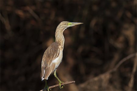 simsearch:400-06390678,k - Squacco Heron (Ardeola ralloides) standing on a branch. Danube Delta, Romania Stockbilder - Microstock & Abonnement, Bildnummer: 400-07249406