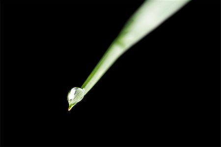 simsearch:400-07258772,k - Macro shot of single dewdrop on the en of grass blade. Isolated over black background. Stock Photo - Budget Royalty-Free & Subscription, Code: 400-07249737