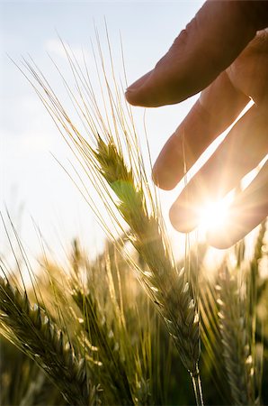 Detail of farmer hand caring for his wheat field. Stockbilder - Microstock & Abonnement, Bildnummer: 400-07249740