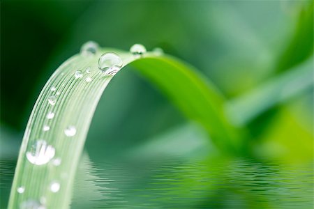 simsearch:400-07258772,k - Green grass with dew drops over water. Stock Photo - Budget Royalty-Free & Subscription, Code: 400-07249743