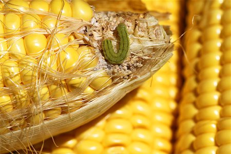 pupitre - worm on organic maize Stock Photo - Budget Royalty-Free & Subscription, Code: 400-07243520