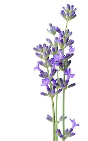 Three lavender twigs isolated on white Stock Photo - Budget Royalty-Free & Subscription, Code: 400-07243556