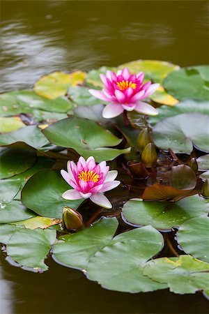 simsearch:851-02959686,k - water lily in bloom Photographie de stock - Aubaine LD & Abonnement, Code: 400-07243858