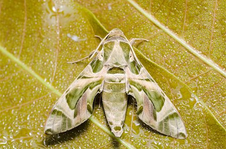 falena - Moth in the nature on the environment concept Fotografie stock - Microstock e Abbonamento, Codice: 400-07254036