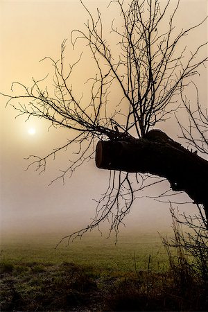 simsearch:400-08796625,k - cold misty morning sunrise over tree warm tone Foto de stock - Super Valor sin royalties y Suscripción, Código: 400-07254326