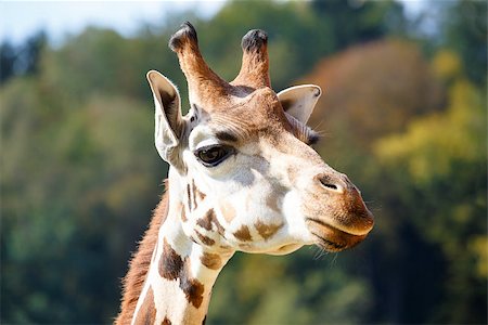 simsearch:400-08628372,k - Close up shot of young cute giraffe Foto de stock - Super Valor sin royalties y Suscripción, Código: 400-07254334