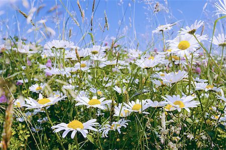 simsearch:400-04830667,k - evening shoot of spring daisy flower field Photographie de stock - Aubaine LD & Abonnement, Code: 400-07254330
