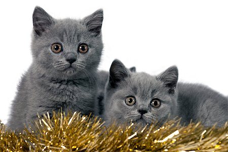 simsearch:400-07299816,k - Two Cute british kitten with Christmas ornaments. Fotografie stock - Microstock e Abbonamento, Codice: 400-07254340