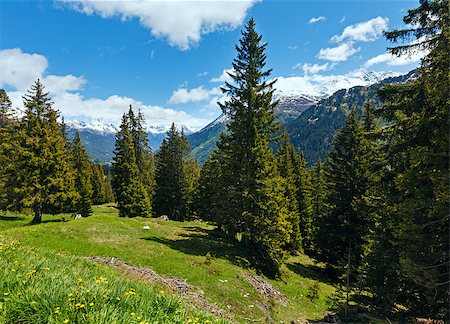 simsearch:400-07406491,k - Alpine view with yellow dandelion flowers on summer mountain slope (Austria) Photographie de stock - Aubaine LD & Abonnement, Code: 400-07254394