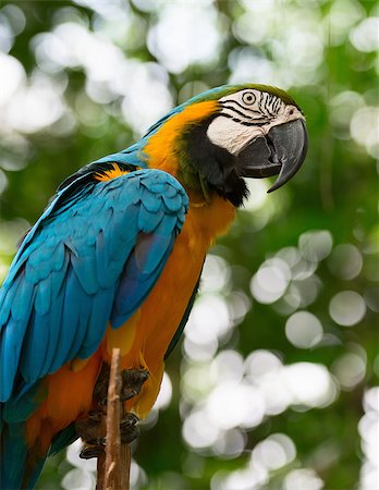 simsearch:400-04647402,k - Big macaw bird parrot (Ara ararauna) sitting on log with green leaves on background Stock Photo - Budget Royalty-Free & Subscription, Code: 400-07254480
