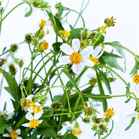 Chamomile flower with green leaf on white background Stock Photo - Budget Royalty-Free & Subscription, Code: 400-07254483