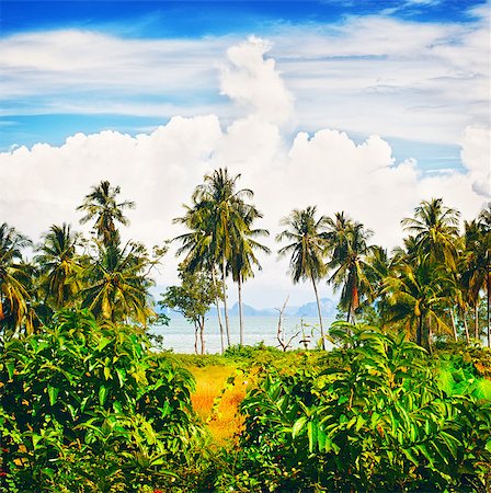 simsearch:400-08012860,k - tropical beach with palms, Andaman Sea, Thailand Stock Photo - Budget Royalty-Free & Subscription, Code: 400-07254580