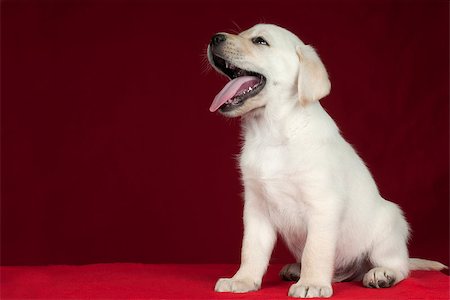 simsearch:400-05890888,k - Puppy Labrador Retriever on a red background with space for text. Foto de stock - Royalty-Free Super Valor e Assinatura, Número: 400-07254631