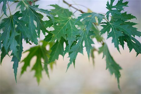 maple leaves against the sky Stock Photo - Budget Royalty-Free & Subscription, Code: 400-07255006