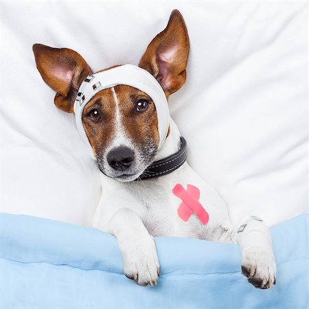 simsearch:694-03329116,k - Sick dog with bandages lying on bed Foto de stock - Super Valor sin royalties y Suscripción, Código: 400-07255037