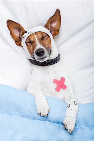 simsearch:694-03329116,k - Sick dog with bandages lying on bed Foto de stock - Super Valor sin royalties y Suscripción, Código: 400-07255038
