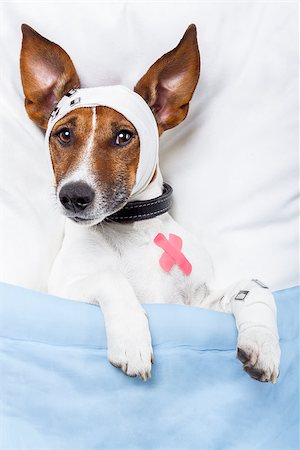 simsearch:694-03329116,k - Sick dog with bandages lying on bed Foto de stock - Super Valor sin royalties y Suscripción, Código: 400-07255039
