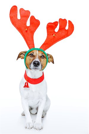 funny jack russell christmas pictures - dog as deer Stock Photo - Budget Royalty-Free & Subscription, Code: 400-07255031