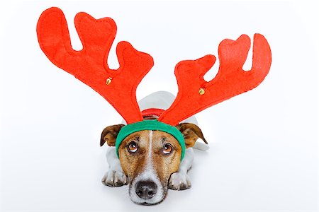 funny jack russell christmas pictures - dog as deer Stock Photo - Budget Royalty-Free & Subscription, Code: 400-07255032