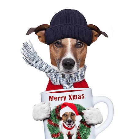 funny freezing cold photos - christmas dog with cup and scarf Stock Photo - Budget Royalty-Free & Subscription, Code: 400-07255043